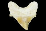 .79" Pathological Fossil Shark (Otodus) Tooth - Morocco - #108278-1